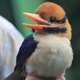 Illustration for article titled First-Ever Photos of the Elusive Moustached Kingfisher